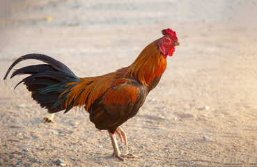 colourful feather Thai chicken race walking