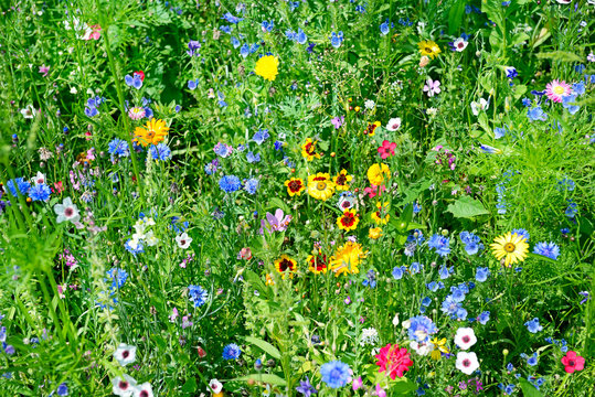Streublumenwiese Bilder Durchsuchen 28,826 Archivfotos