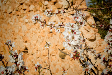 Almond tree blossom