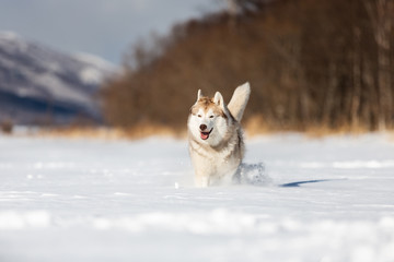 Cute, happy and funny beige and white dog breed siberian husky running on the snow in the winter field. © Anastasiia