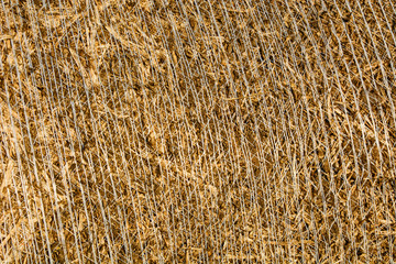 Wheat field after harvest