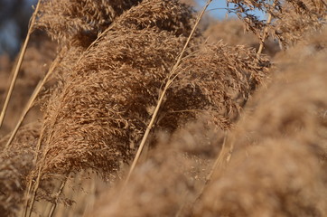 WILD PAMPAS GRASS AND POWER LINES IN WOODBRIDGE NJ