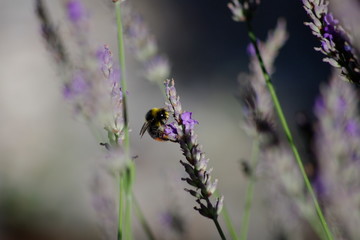 Bourdon dans la lavande