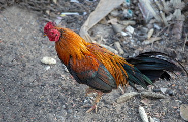 colourful feather Thai chicken race walking
