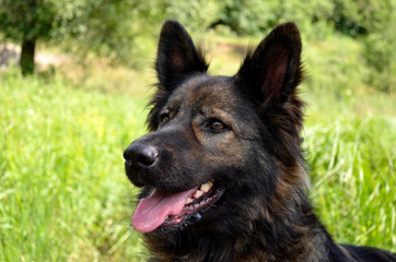 german shepherd dog