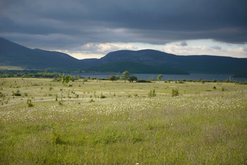 Daisies in the field near the mountains. Meadow with flowers 