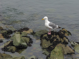 Seagull