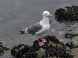 Seagull