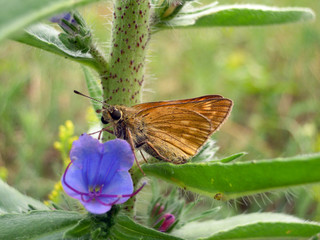 butterfly on flower