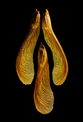 3 maple seeds arranged erotically on a black background