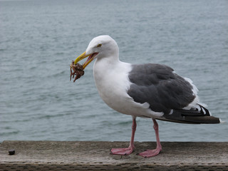 Gaviota