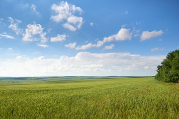 spring landscape - agricultural field with young ears of wheat, green plants and beautiful sky