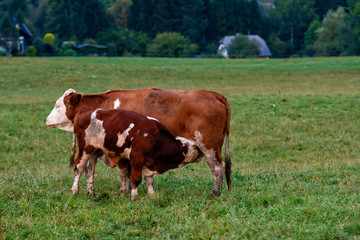 Fototapeta na wymiar Cow herd in a mountain village, Carinthia, Austria - Image