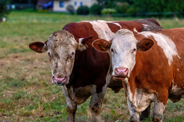 Cow herd in a mountain village, Carinthia, Austria - Image