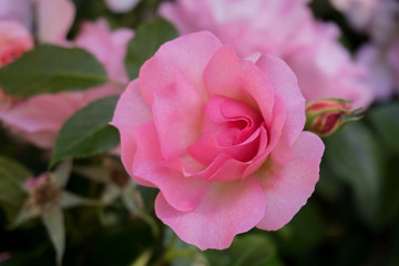 close up of pink rose in garden