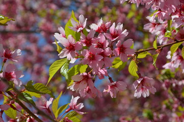 Close up of a branch with pink cherry tree flowers in full bloom with blurred background in a garden in a sunny spring day, floral background