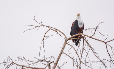 Eagle fish in Etiopia lago Chamo
