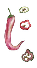 Hand drawn watercolor chill pepper vegetable illustration 