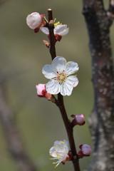 Close up of a branch with white apricot tree flowers in full bloom with blurred background in a garden in a sunny spring day, floral background