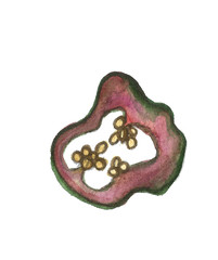 Hand drawn watercolor chill pepper vegetable illustration 