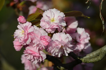 Fototapeta na wymiar Close up of pink cherry tree flowers, close up of spring flowers in a sunny day, sakura