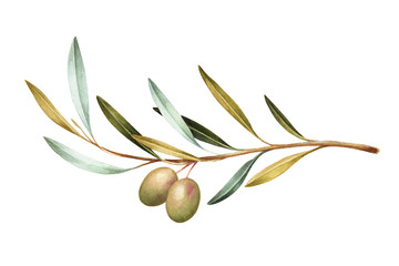 Watercolor illustration of green olives on branch. Isolated design element.