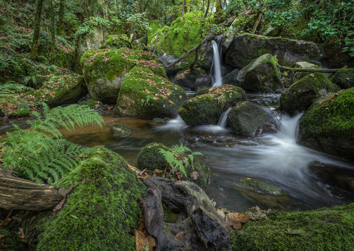 Stream of water flows between mossy rocks and fallen trunks