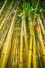 Obraz premium Bamboo forest. nature background
