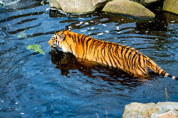 tiger walking in the water