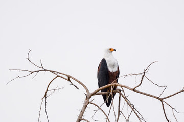 Eagle fish in Etiopia lago Chamo