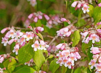 Obraz premium Blühende Kolkwitzie, Kolkwitzia amabilis