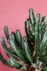 green Cactus on the pink background natural light