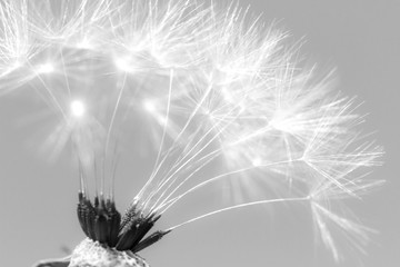 Black and white airy gentle soft dandelion flying in the wind. Romantic dreamy artistic image. Selective focus