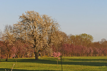 Tramonto sulla campagna lombarda a Robecco sul Naviglio