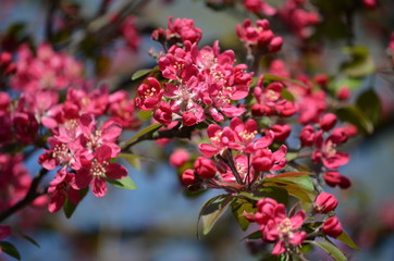 Close up of decorative red crabapple flowers in a tree in full bloom in a garden in a sunny spring day