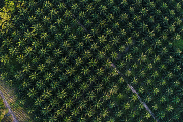 Palm plantation field aerial view green tree background