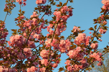 Branches of pink cherry tree flowers, close up of spring flowers in a garden in a sunny day, sakura