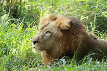 wild life in different national parks of india