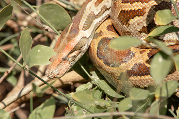 wild life in different national parks of india