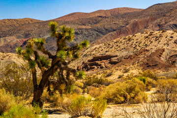 Death Valley joshua tree yucca plant in California