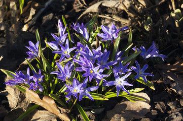 Spring bloomed beautiful blue flowers