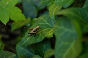 Heuschrecke auf einem Blatt