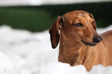 dachshund dog snow day light 