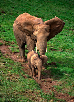 Elefanta e hijo