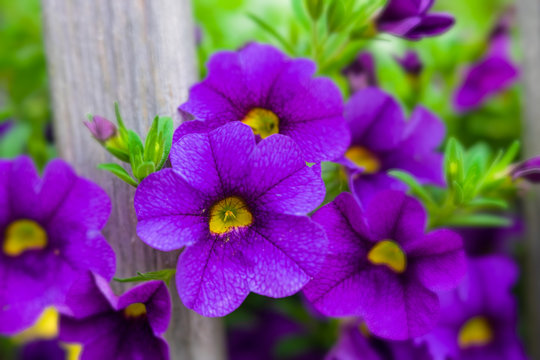 Beautiful calibrachoa flowers in the home garden. Photographed with a specialty lens for creamy bokeh and shallow depth of field.