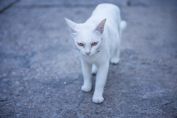 White cat walking