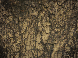 Vintage,retro wooden background,tree trunk 