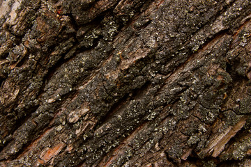 Cracked Tree Texture. Nature Texture Background. Wooden Texture Background.  Tree Bark Texture Background. Abstract Dark Colored Backdrop.
