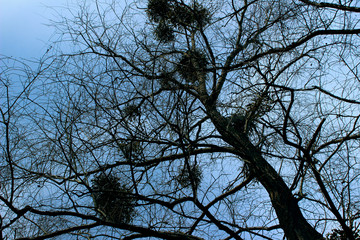 Abstract Nature Background. Cropped Shot Of Branches Over Blue Sky Background. Cropped Shot Of A Huge Forest. 
