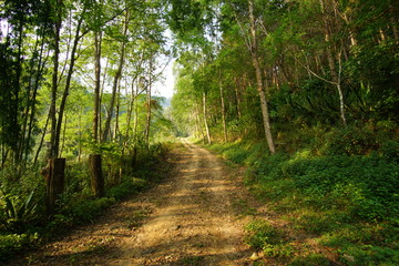 Fototapeta na wymiar Dirt road lined in green forest